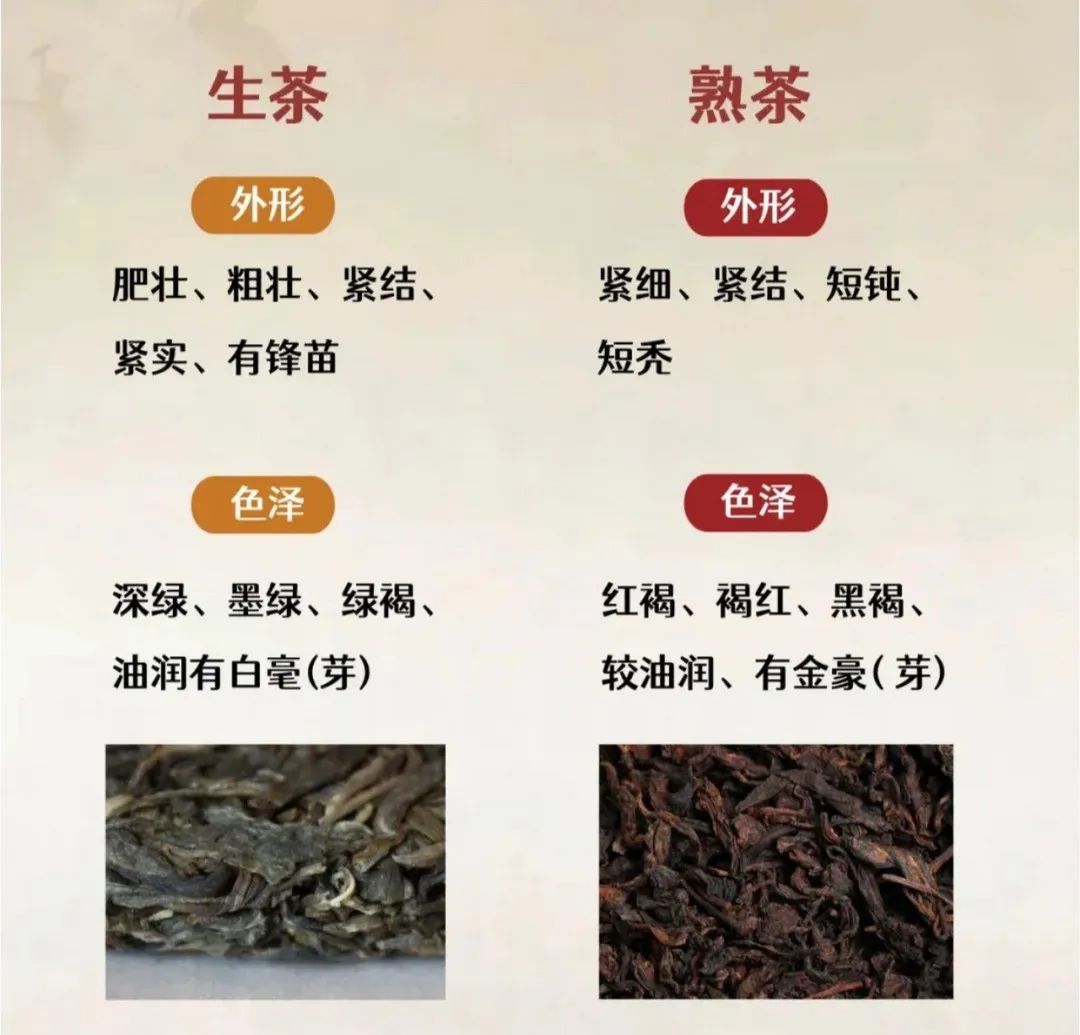 一文讲清楚普洱生茶与熟茶的区别