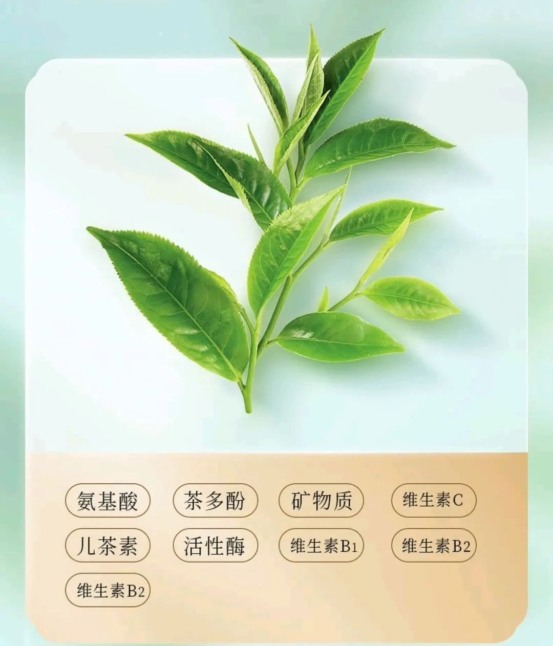 茶叶的分类、产地、特点一览