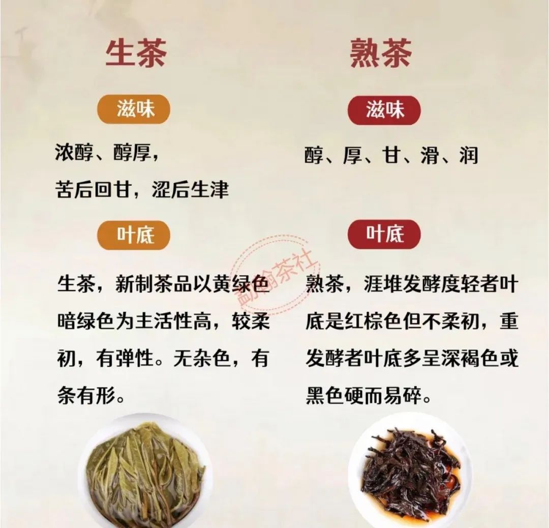 一文讲清楚普洱生茶与熟茶的区别